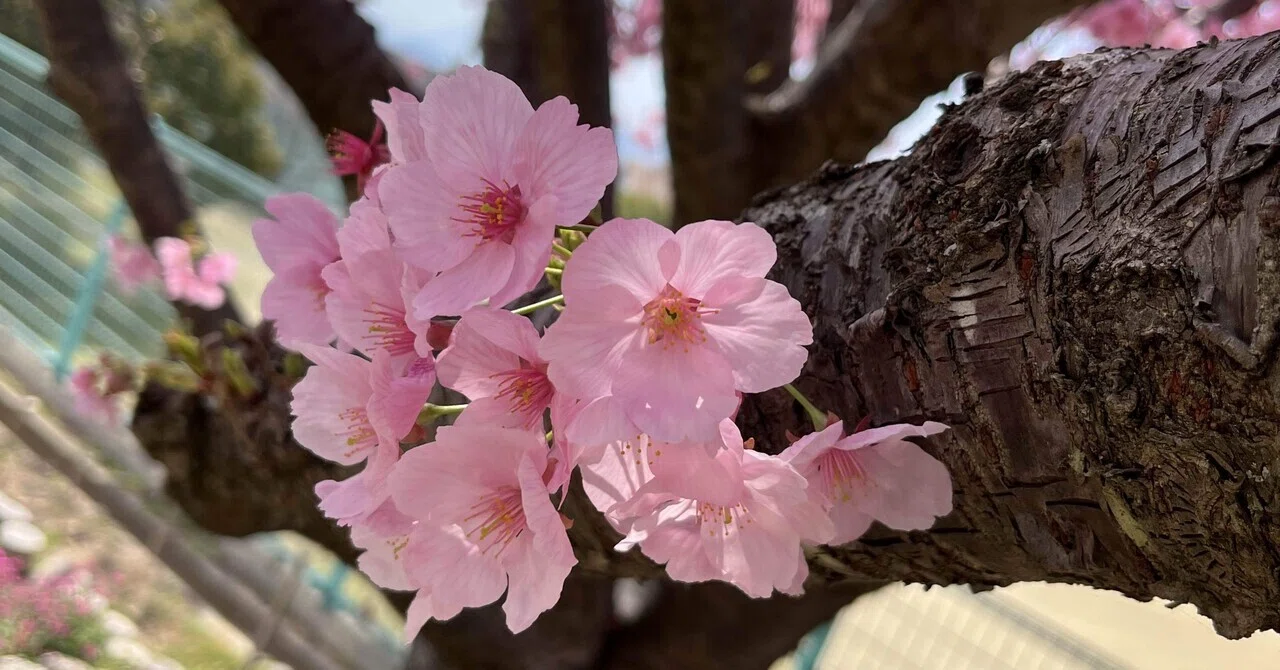 お花見