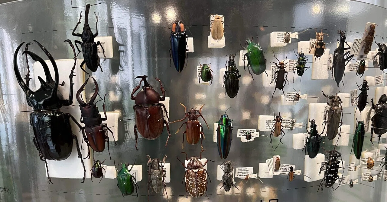 愛媛大学 昆虫展2025