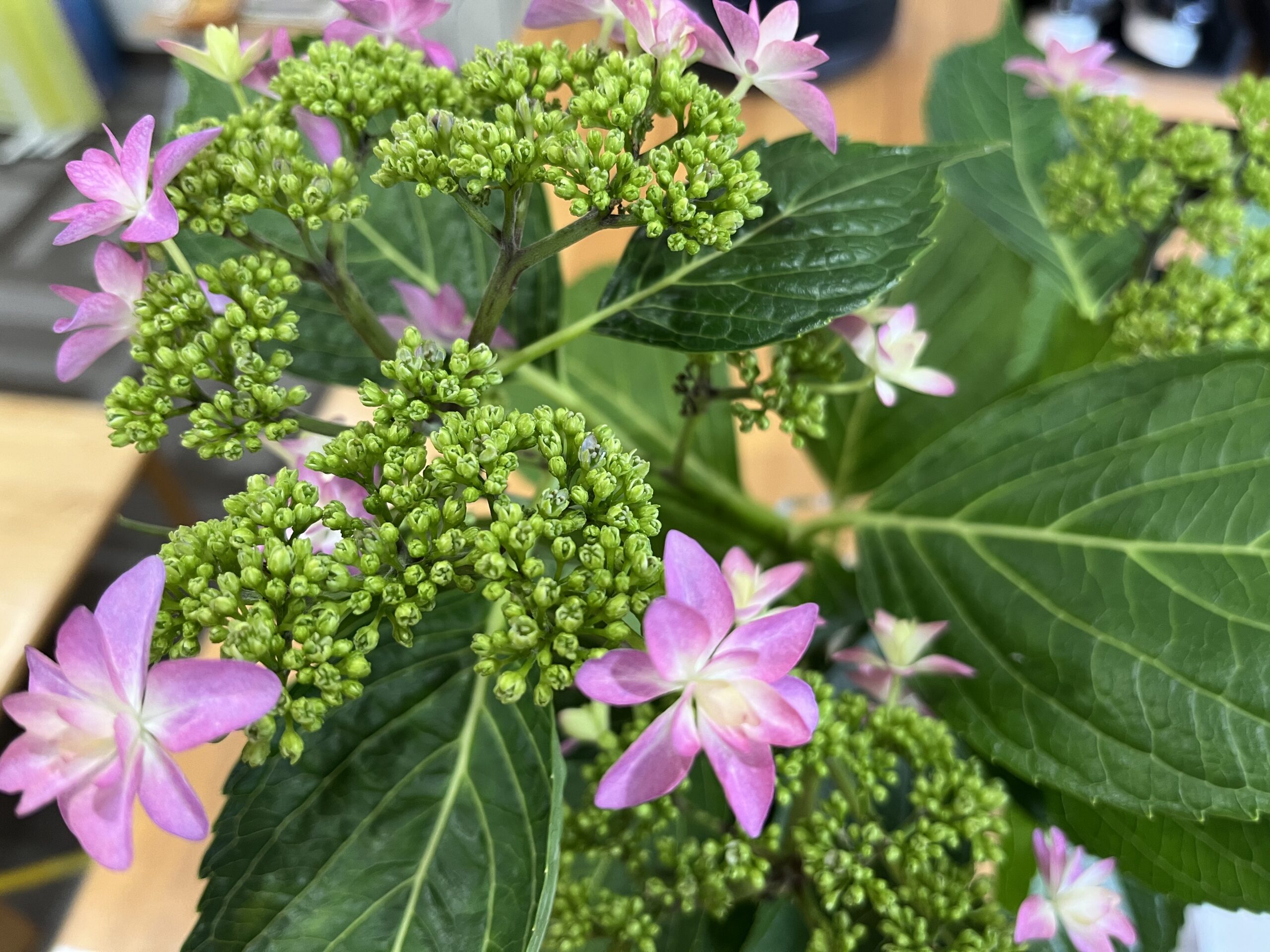 紫陽花